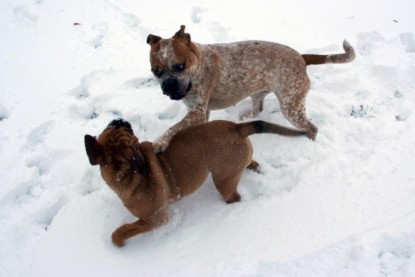 Continental Bulldogs Seeblickbulls Bilderalbum - Dezember 2009