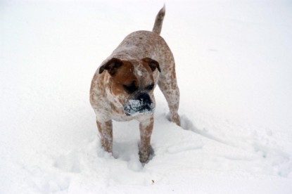 Continental Bulldogs Seeblickbulls Bilderalbum - Dezember 2009