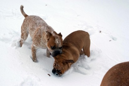 Continental Bulldogs Seeblickbulls Bilderalbum - Dezember 2009