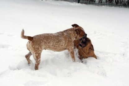 Continental Bulldogs Seeblickbulls Bilderalbum - Dezember 2009