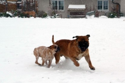 Continental Bulldogs Seeblickbulls Bilderalbum - Dezember 2009