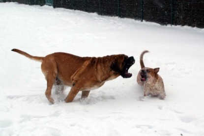 Continental Bulldogs Seeblickbulls Bilderalbum - Dezember 2009