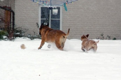 Continental Bulldogs Seeblickbulls Bilderalbum - Dezember 2009