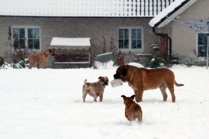 Continental Bulldogs Seeblickbulls Bilderalbum - Dezember 2009