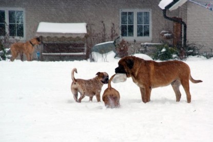 Continental Bulldogs Seeblickbulls Bilderalbum - Dezember 2009