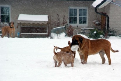 Continental Bulldogs Seeblickbulls Bilderalbum - Dezember 2009