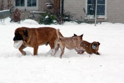 Continental Bulldogs Seeblickbulls Bilderalbum - Dezember 2009