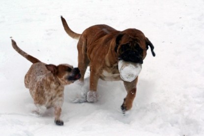 Continental Bulldogs Seeblickbulls Bilderalbum - Dezember 2009