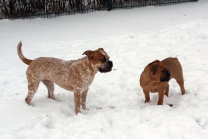 Continental Bulldogs Seeblickbulls Bilderalbum - Dezember 2009