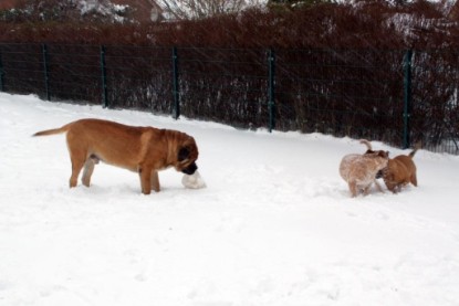 Continental Bulldogs Seeblickbulls Bilderalbum - Dezember 2009