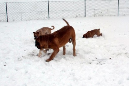 Continental Bulldogs Seeblickbulls Bilderalbum - Dezember 2009