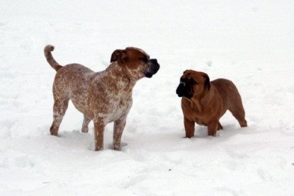 Continental Bulldogs Seeblickbulls Bilderalbum - Dezember 2009