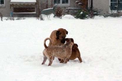 Continental Bulldogs Seeblickbulls Bilderalbum - Dezember 2009