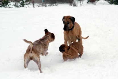 Continental Bulldogs Seeblickbulls Bilderalbum - Dezember 2009