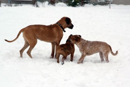 Continental Bulldogs Seeblickbulls Bilderalbum - Dezember 2009