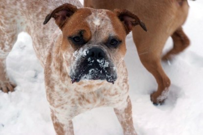 Continental Bulldogs Seeblickbulls Bilderalbum - Dezember 2009