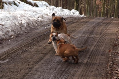 Continental Bulldogs Seeblickbulls Bilderalbum Frühling 2010