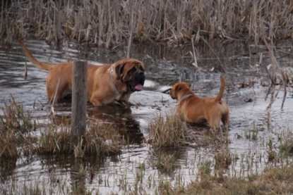 Continental Bulldogs Seeblickbulls Bilderalbum Frühling 2010