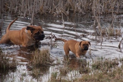 Continental Bulldogs Seeblickbulls Bilderalbum Frühling 2010