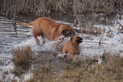 Continental Bulldogs Seeblickbulls Bilderalbum Frühling 2010