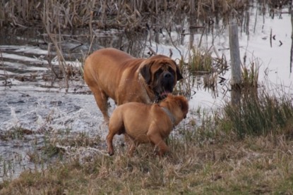 Continental Bulldogs Seeblickbulls Bilderalbum Frühling 2010