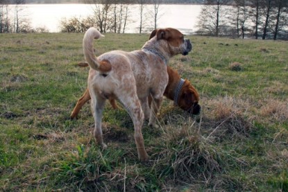 Continental Bulldogs Seeblickbulls Bilderalbum Frühling 2010