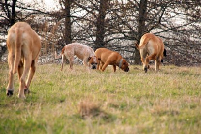 Continental Bulldogs Seeblickbulls Bilderalbum Frühling 2010