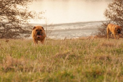 Continental Bulldogs Seeblickbulls Bilderalbum Frühling 2010