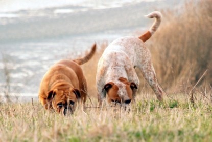 Continental Bulldogs Seeblickbulls Bilderalbum Frühling 2010