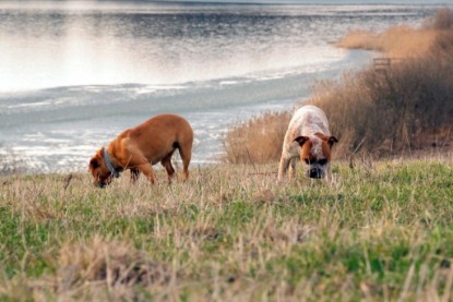 Continental Bulldogs Seeblickbulls Bilderalbum Frühling 2010