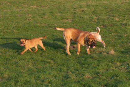 Continental Bulldogs Seeblickbulls Bilderalbum Frühling 2010