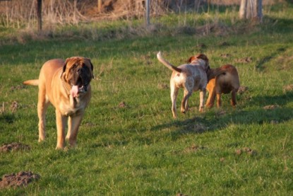 Continental Bulldogs Seeblickbulls Bilderalbum Frühling 2010