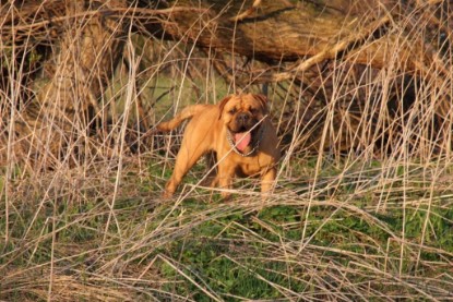 Continental Bulldogs Seeblickbulls Bilderalbum Frühling 2010