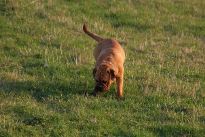 Continental Bulldogs Seeblickbulls Bilderalbum Frühling 2010