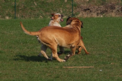 Continental Bulldogs Seeblickbulls Bilderalbum Frühling 2010