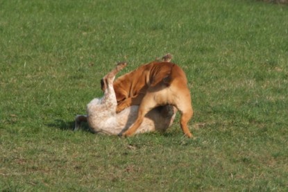 Continental Bulldogs Seeblickbulls Bilderalbum Frühling 2010