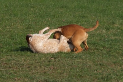 Continental Bulldogs Seeblickbulls Bilderalbum Frühling 2010