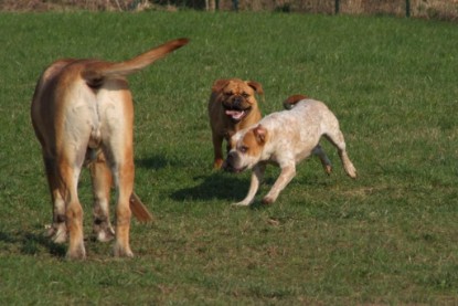 Continental Bulldogs Seeblickbulls Bilderalbum Frühling 2010