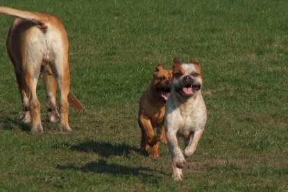 Continental Bulldogs Seeblickbulls Bilderalbum Frühling 2010