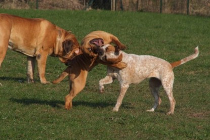 Continental Bulldogs Seeblickbulls Bilderalbum Frühling 2010