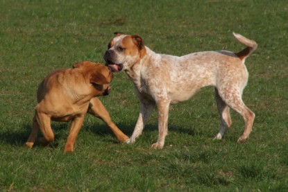 Continental Bulldogs Seeblickbulls Bilderalbum Frühling 2010