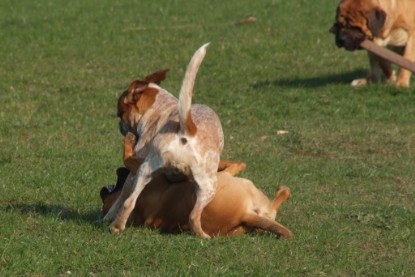 Continental Bulldogs Seeblickbulls Bilderalbum Frühling 2010