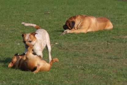 Continental Bulldogs Seeblickbulls Bilderalbum Frühling 2010