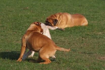 Continental Bulldogs Seeblickbulls Bilderalbum Frühling 2010