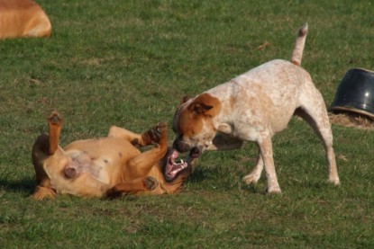 Continental Bulldogs Seeblickbulls Bilderalbum Frühling 2010