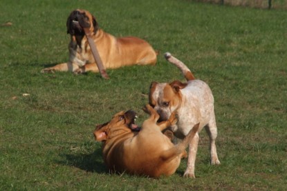 Continental Bulldogs Seeblickbulls Bilderalbum Frühling 2010