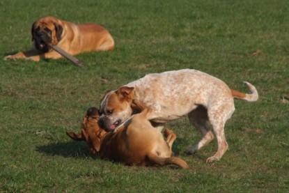 Continental Bulldogs Seeblickbulls Bilderalbum Frühling 2010