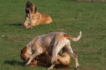 Continental Bulldogs Seeblickbulls Bilderalbum Frühling 2010