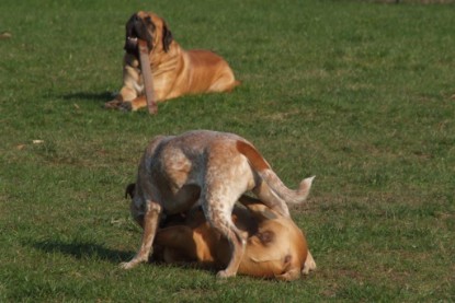 Continental Bulldogs Seeblickbulls Bilderalbum Frühling 2010