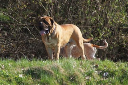 Continental Bulldogs Seeblickbulls Bilderalbum Frühling 2010